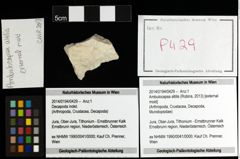 Foto (Objekt + Etiketten) von Ambulocapsa altilis (Robins, 2013) 
